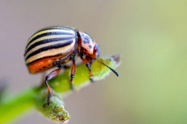 Colorado Beetle ziemniak Leptinotarsa decemlineata say pełzające na doniczce — Zdjęcie stockowe