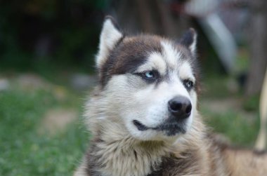 Arctic Malamute mavi gözlü namlu portre yakın. Bu oldukça büyük bir köpek yerli türüdür