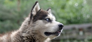 Arctic Malamute mavi gözlü namlu portre yakın. Bu oldukça büyük bir köpek yerli türüdür