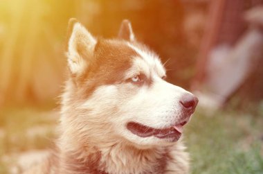 Arctic Malamute mavi gözlü namlu portre yakın. Bu oldukça büyük bir köpek yerli türüdür
