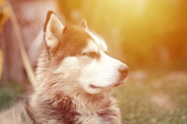 Arctic Malamute mavi gözlü namlu portre yakın. Bu oldukça büyük bir köpek yerli türüdür