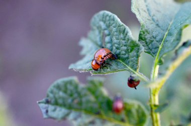 Colorado patates böceği larvaları genç patates yaprağı yemek