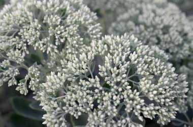 Yeşil yaprakları ve sapları ile çiçeklenme Hylotelephium telephium beyaz çiçekler lot