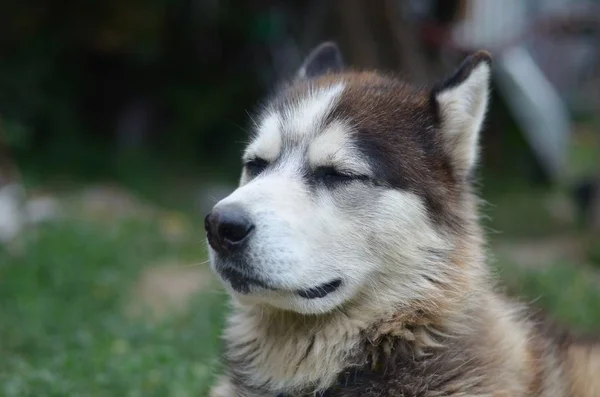 Arctic Malamute con ojos azules bozal retrato de cerca. Este es un perro bastante grande tipo nativo —  Fotos de Stock