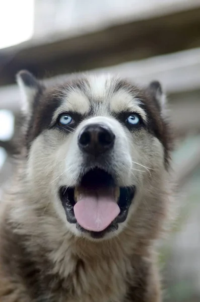 Arctic Malamute avec les yeux bleus portrait museau de près. C'est un type natif de chien assez grand — Photo