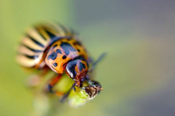 Kolorado Kartoffelkäfer leptinotarsa decemlineata kriecht auf Topf — Stockfoto