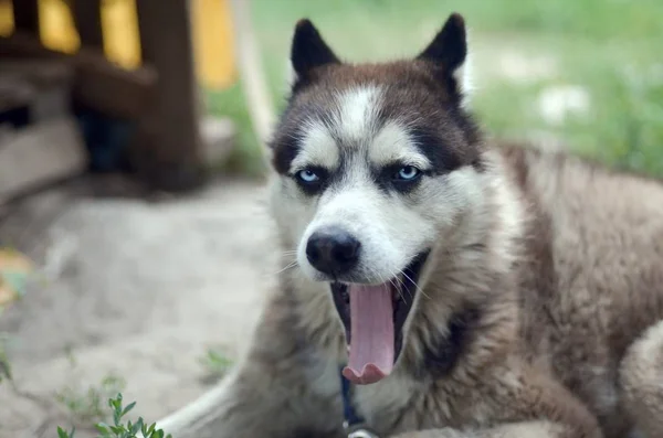 Sleepy husky dog bostezos divertidos con la boca abierta y la lengua larga — Foto de Stock