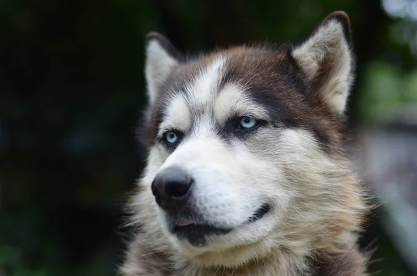 Malamute artico con occhi azzurri muso ritratto da vicino. Questo è un cane abbastanza grande tipo nativo — Foto Stock