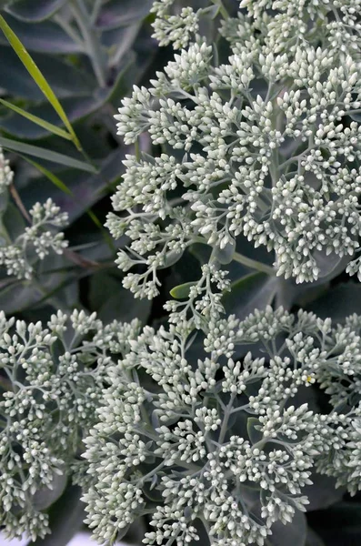 Beaucoup de fleurs blanches Hylotelephium telephium à fleurs vertes — Photo