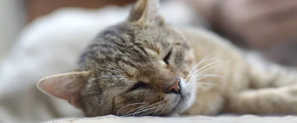 Close-up de um gato triste e preguiçoso dormindo no sofá ao ar livre à noite — Fotografia de Stock