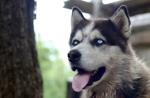 Arktická Malamute s modrými oči ústí na portrét zblízka. Tohle je docela velký typ psa — Stock fotografie