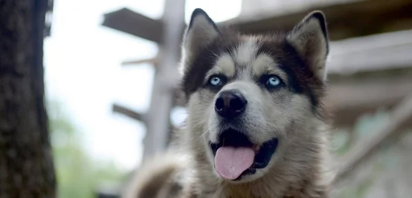 Malamute artico con occhi azzurri muso ritratto da vicino. Questo è un cane abbastanza grande tipo nativo — Foto Stock