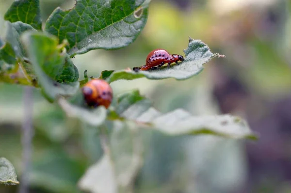 As larvas de besouro da batata do Colorado comem folhas de batata jovem — Fotografia de Stock