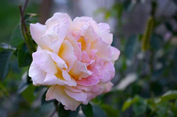 Fleur rose blanche sur fond vert foncé flou — Photo