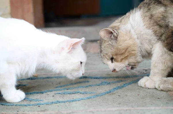 Gato branco cabeça inferior para cheirar e comer comida de gato — Fotografia de Stock