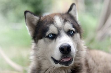 Arctic Malamute mavi gözlü namlu portre yakın. Bu oldukça büyük bir köpek yerli türüdür