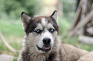 Arctic Malamute mavi gözlü namlu portre yakın. Bu oldukça büyük bir köpek yerli türüdür