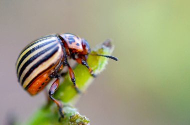 Colorado patates böceği Leptinotarsa decemlineata pot üzerinde tarama