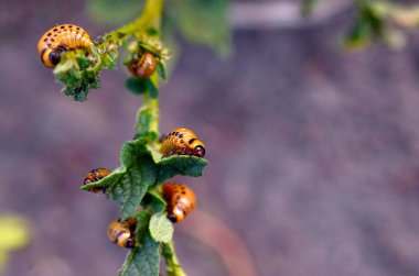 Colorado patates böceği larvaları genç patates yaprağı yemek
