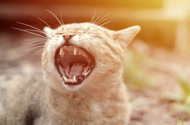 Kahverengi tabby evcil kedi bulanık yeşil bahçesinde esneme