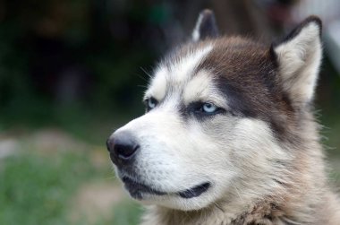 Arctic Malamute mavi gözlü namlu portre yakın. Bu oldukça büyük bir köpek yerli türüdür