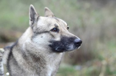 Yeşil alan arka plan ile bir köpek ırkı Batı Sibirya Laika Portresi