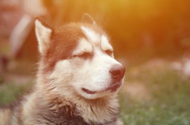 Arctic Malamute mavi gözlü namlu portre yakın. Bu oldukça büyük bir köpek yerli türüdür