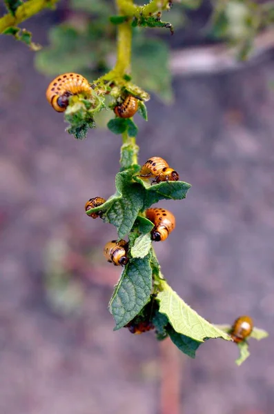 Les larves du doryphore de la pomme de terre mangent des feuilles de jeunes pommes de terre — Photo