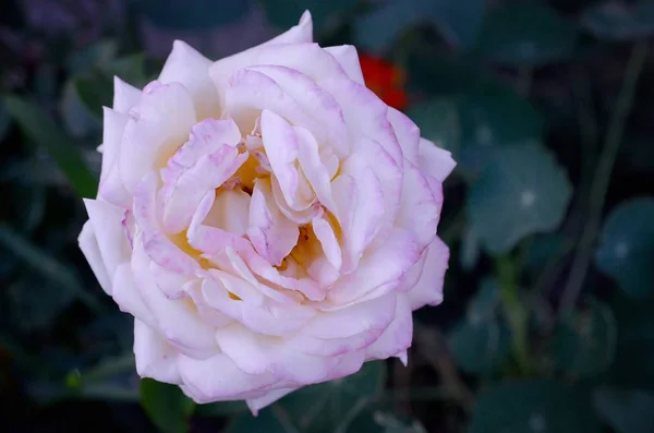 Квітка білої троянди на темно-зеленому розмитому фоні — стокове фото