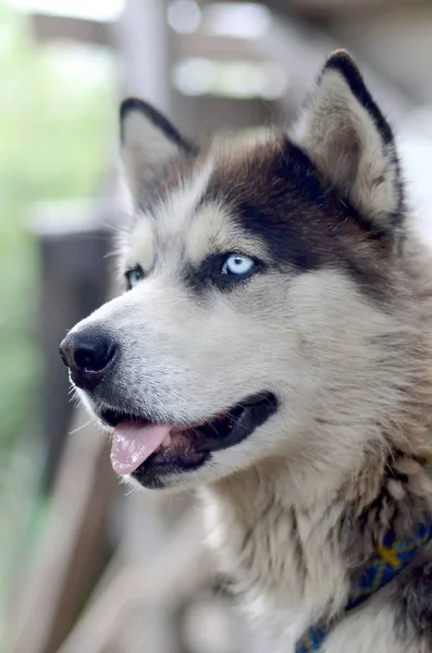 Arktická Malamute s modrými oči ústí na portrét zblízka. Tohle je docela velký typ psa — Stock fotografie