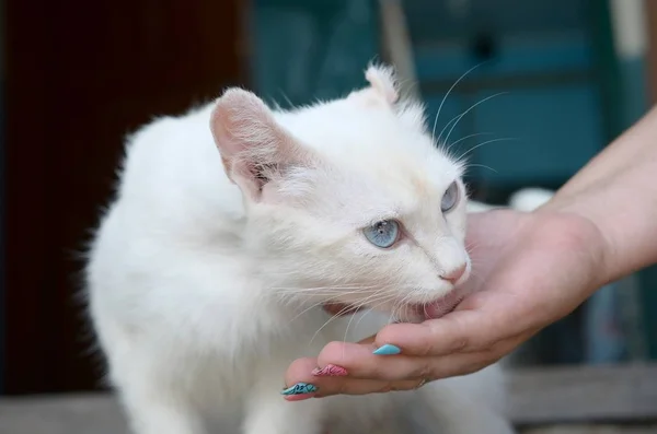 白猫は、猫の食べ物を匂いと食べるために頭を下げる — ストック写真