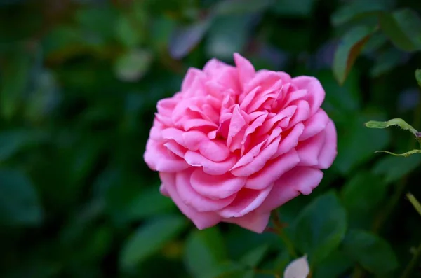 Koralle Rose Blume auf dunkelgrünem verschwommenem Hintergrund — Stockfoto