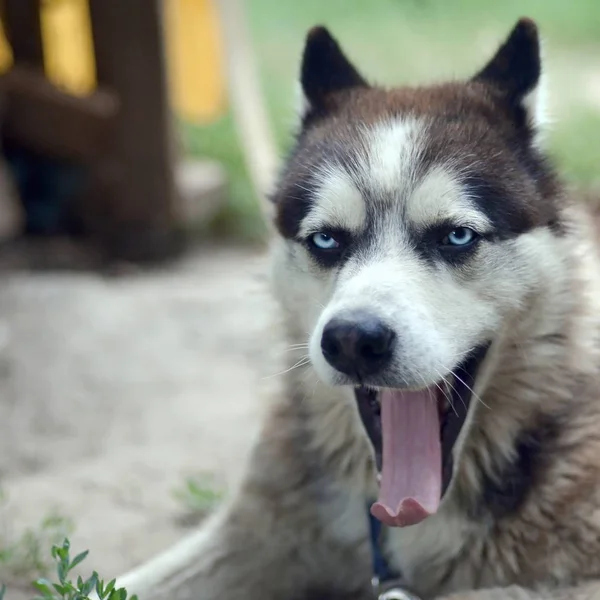 Cão husky sonolento bocejos engraçados com boca aberta larga e língua longa — Fotografia de Stock