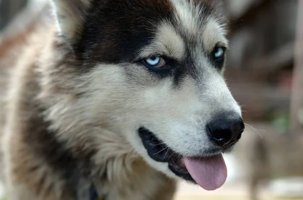 Arktická Malamute s modrými oči ústí na portrét zblízka. Tohle je docela velký typ psa — Stock fotografie