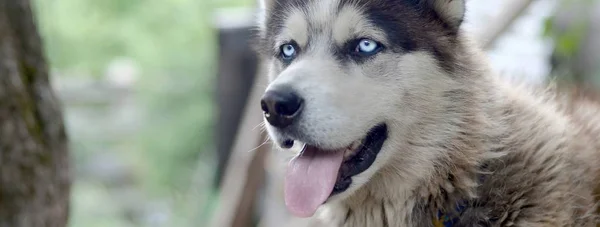 Arctic Malamute com olhos azuis retrato focinho de perto. Este é um tipo nativo de cão bastante grande — Fotografia de Stock