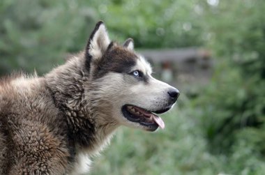 Arctic Malamute mavi gözlü namlu portre yakın. Bu oldukça büyük bir köpek yerli türüdür