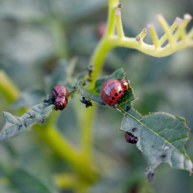 Colorado patates böceği larvaları genç patates yaprağı yemek