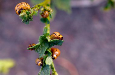 Colorado patates böceği larvaları genç patates yaprağı yemek