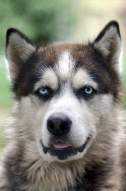 Arctic Malamute mavi gözlü namlu portre yakın. Bu oldukça büyük bir köpek yerli türüdür