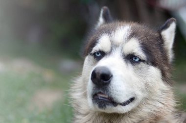 Arctic Malamute mavi gözlü namlu portre yakın. Bu oldukça büyük bir köpek yerli türüdür