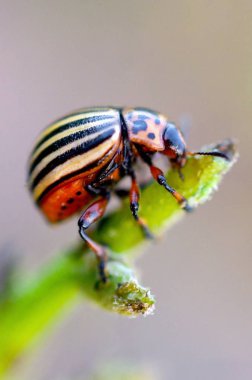 Colorado patates böceği Leptinotarsa decemlineata pot üzerinde tarama