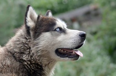 Arctic Malamute mavi gözlü namlu portre yakın. Bu oldukça büyük bir köpek yerli türüdür