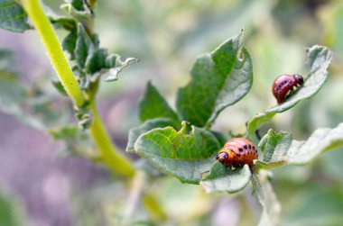 Colorado patates böceği larvaları genç patates yaprağı yemek