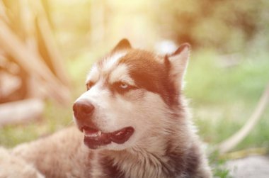 Arctic Malamute mavi gözlü namlu portre yakın. Bu oldukça büyük bir köpek yerli türüdür