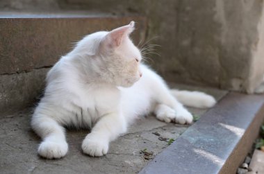 Beyaz kedi uzandı ve beton merdivenlerde açık havada uyku