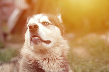 Arctic Malamute mavi gözlü namlu portre yakın. Bu oldukça büyük bir köpek yerli türüdür