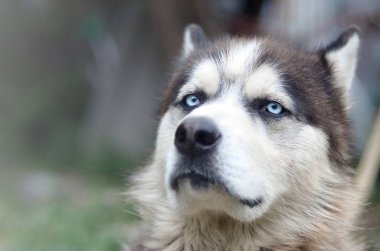 Bahçede oturan profil baş ile Gururlu yakışıklı genç husky köpek