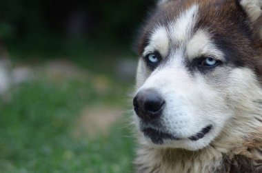 Arctic Malamute mavi gözlü namlu portre yakın. Bu oldukça büyük bir köpek yerli türüdür