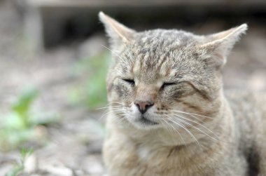 Yeşil gözlü gri çizgili tabby kedi sad namlu portre, seçici odak