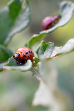Colorado patates böceği larvaları genç patates yaprağı yemek